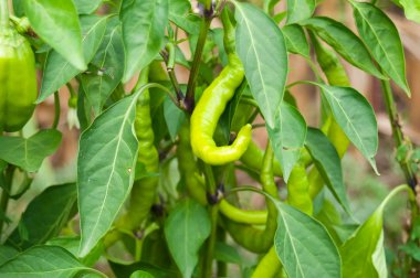 sebze bahçesinde tatlı biber