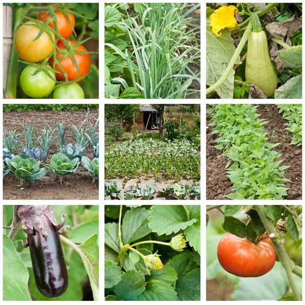 Grönsaker trädgård collage — Stockfoto