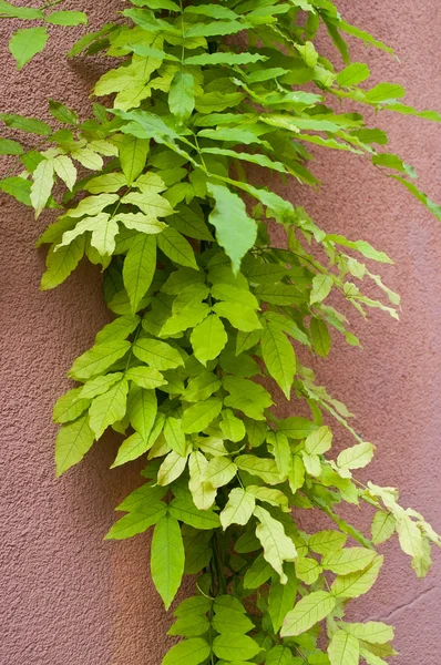 Wisteria folhas closeup — Fotografia de Stock