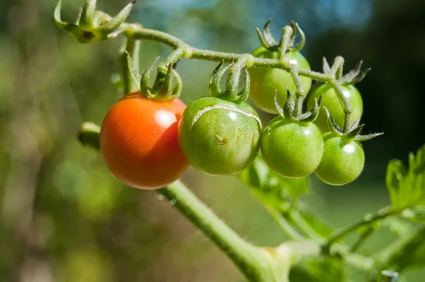 Tomates dans le potager — Photo