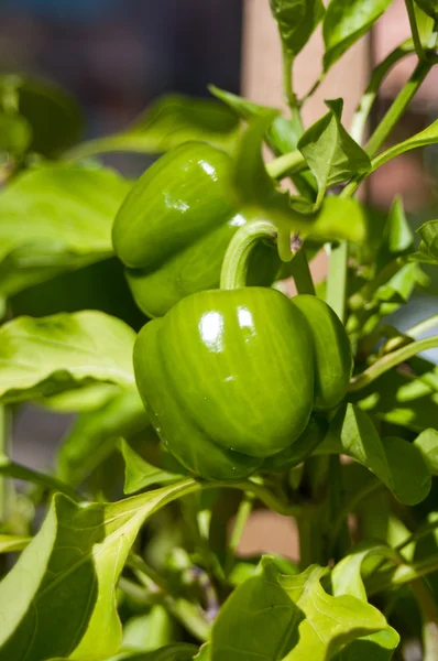 Pimentas verdes em horta — Fotografia de Stock