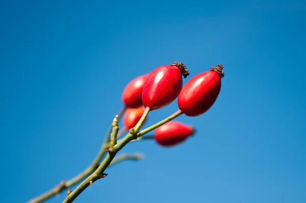 Hondsroos op blauwe hemelachtergrond — Stockfoto