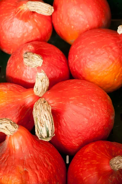 Calabazas rojas en el mercado —  Fotos de Stock