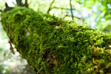closeup moss ormandaki ağaç üzerinde