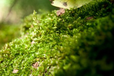closeup moss ormandaki ağaç üzerinde
