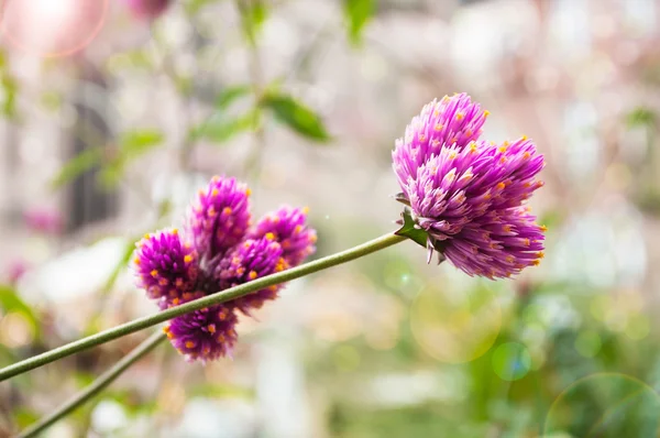 Крупный план фиолетовые цветы с лучом света — стоковое фото
