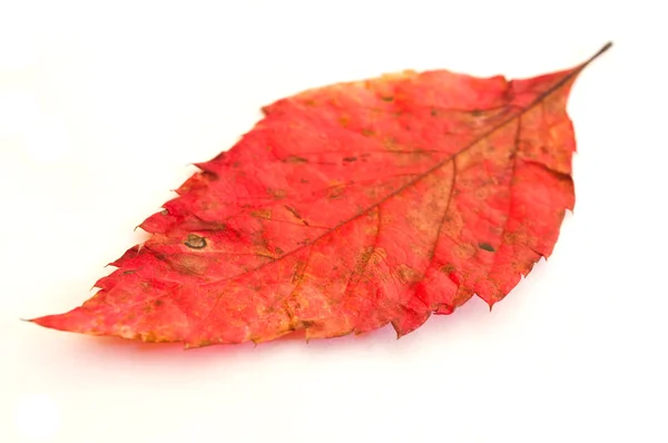 Isolierte rote wilde Blatt auf weißem Hintergrund — Stockfoto