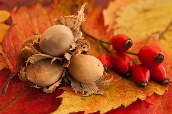 Nüsse auf herbstlichen Blättern Hintergrund — Stockfoto