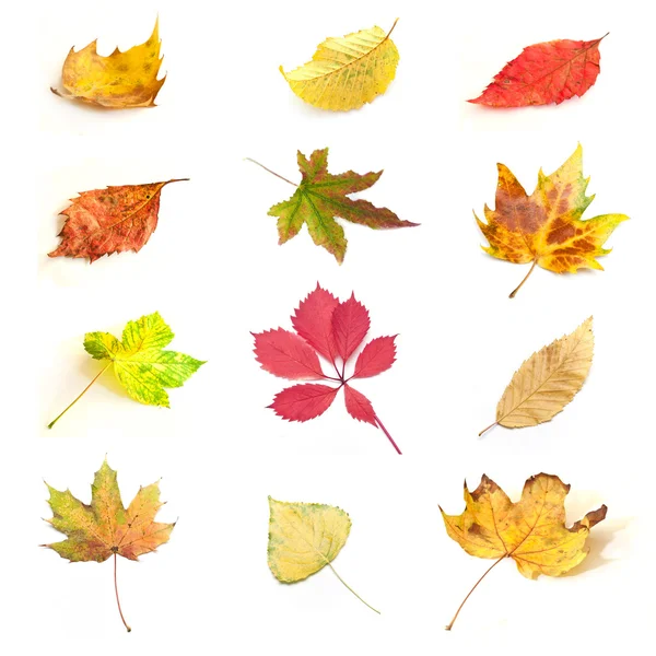 Изолированные осенние листья различных деревьев на белом фоне — стоковое фото