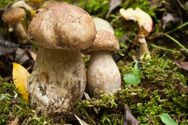 Boletus primo piano nella foresta — Foto Stock