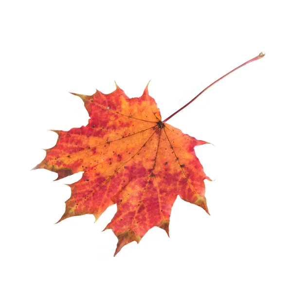 Klon jesienny liść na białym tle — Zdjęcie stockowe