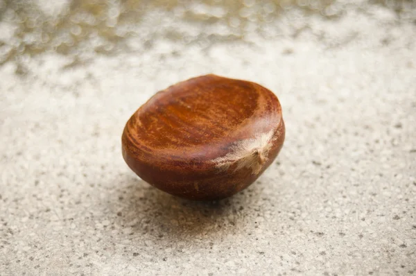 Close up castanha isolada sobre fundo apedrejado — Fotografia de Stock