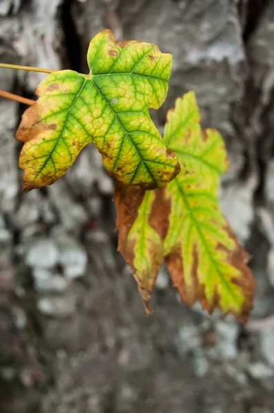 Primer plano de las hojas de arce amarillo otoñal —  Fotos de Stock