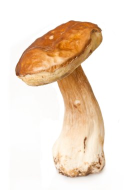 Boletus mantarı beyaz zemin üzerine