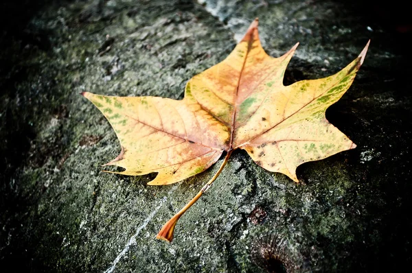 Zbliżenie klon jesiennych liści na czarnym tle drewniane — Zdjęcie stockowe