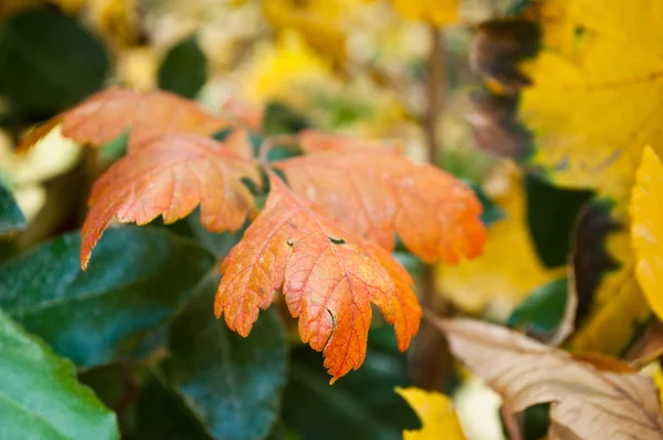 Zbliżenie różnych jesiennych liści — Zdjęcie stockowe