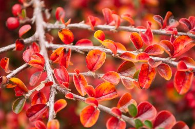 closeup of autumnal leaves of cotoneaster clipart