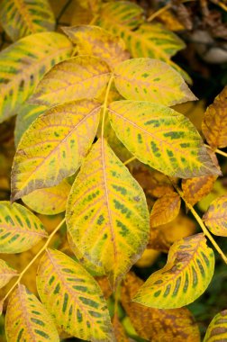 sonbahar sarı yapraklar closeup