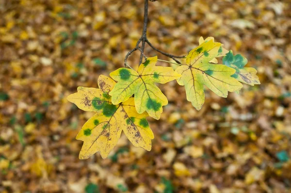 Närbild av höstens lönn löv — Stockfoto