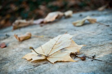 ahşap arka plan üzerinde Sonbaharda akçaağaç yaprağı
