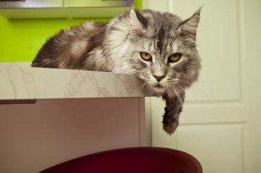 Gri saç ile Maine coon kedi