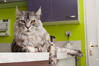 Gri saç ile Maine coon kedi
