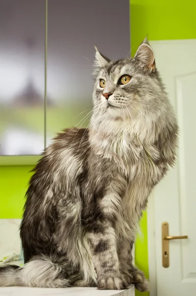 Maine coon cat com cabelos grisalhos — Fotografia de Stock