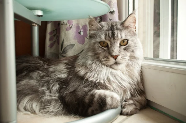 Maine gatto bozzolo con peli grigi seduto vicino alla finestra — Foto Stock