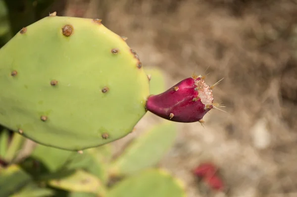 Zralé plody opunciemi - Indian fig opuntia (O. ficus-indica) — Stock fotografie