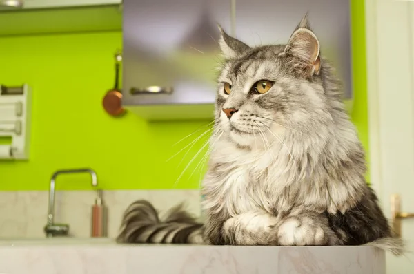 Maine Coon Katze mit grauen Haaren — Stockfoto