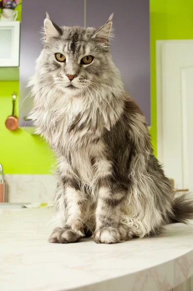 Мейн Кун кішка з сивого волосся — стокове фото