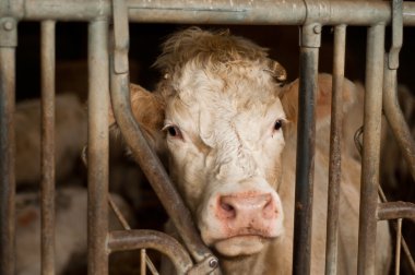 bir cowshed'beyaz inek