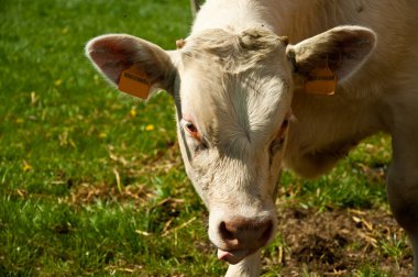 bir alandaki beyaz inek