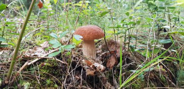 Yeşil yosun içinde güzel mantar boletus. Eski sihirli orman. Güneşli bir günde beyaz mantar.