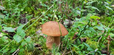 Yeşil yosun içinde güzel mantar boletus. Eski sihirli orman. Güneşli bir günde beyaz mantar.