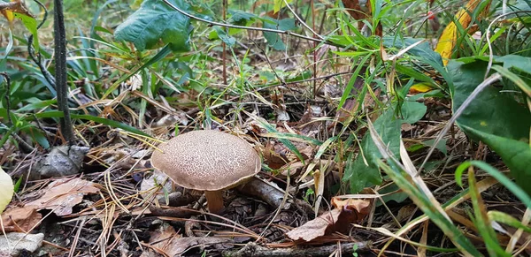 The mushroom Suillus bovinus is hidden in the forest. A tubular edible mushroom of the genus suillus. — Stock Photo, Image