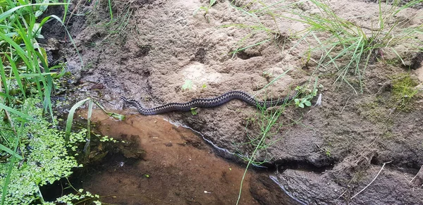 European viper Vipera berus on the river bank in summer. Dangerous wildlife. — Stock Photo, Image