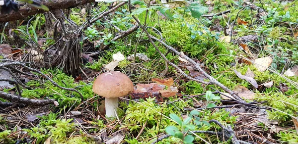 Beautiful mushroom-boletus in green moss. The old magic forest. White mushroom on a sunny day. — Stock Photo, Image