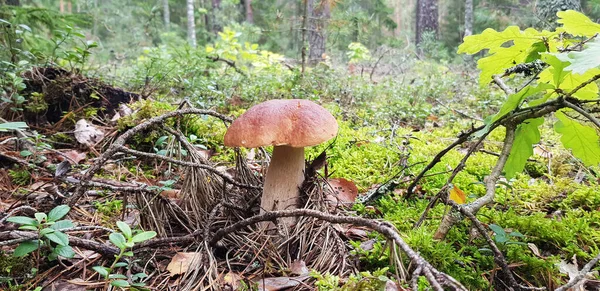 Beautiful mushroom-boletus in green moss. The old magic forest. White mushroom on a sunny day. — Stock Photo, Image