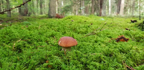 Beautiful mushroom-boletus in green moss. The old magic forest. White mushroom on a sunny day. — Stock Photo, Image