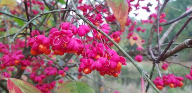 Euonymus europaeus 'un güzel sonbahar arkaplanı. Celastraceae ailesinden Euonymus alatus Compactus' un meyveleri. Avrupa bitkileri.