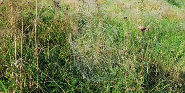Tarlada şafak vakti çiğ damlaları, çayırda sabah manzarası.