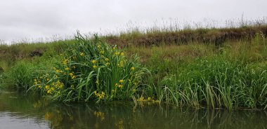 Gölün kıyısındaki İris çiçekleri.