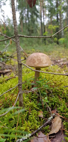 Beautiful mushroom-boletus in green moss. The old magic forest. White mushroom on a sunny day. — Stock Photo, Image