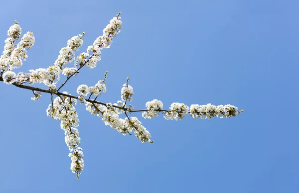 Flores de primavera, ramo de uma árvore de maçã florescente — Fotografia de Stock
