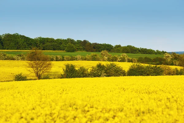 Sárga mezőben repce virágok és fák mezők között. Repce-virág — Stock Fotó