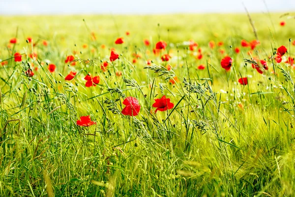 Rode papaver bloemen, zomer veld. — Stockfoto