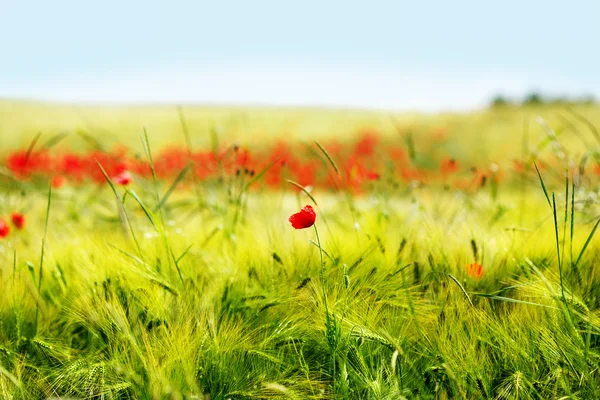 Nyáron az élénk vörös kukoricás mákvirág mezeje — Stock Fotó