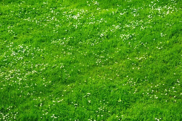 草地上俯瞰的许多白色雏菊. — 图库照片