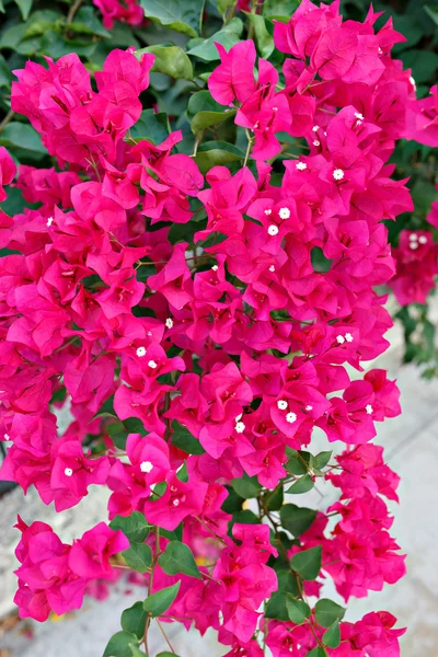 Blomman rosa bougainvillea — Stockfoto